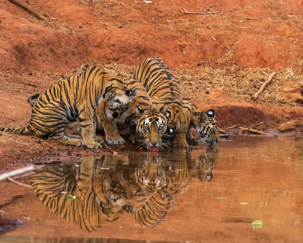 Priyansha Singh, Science Meets the Wild Heart of India