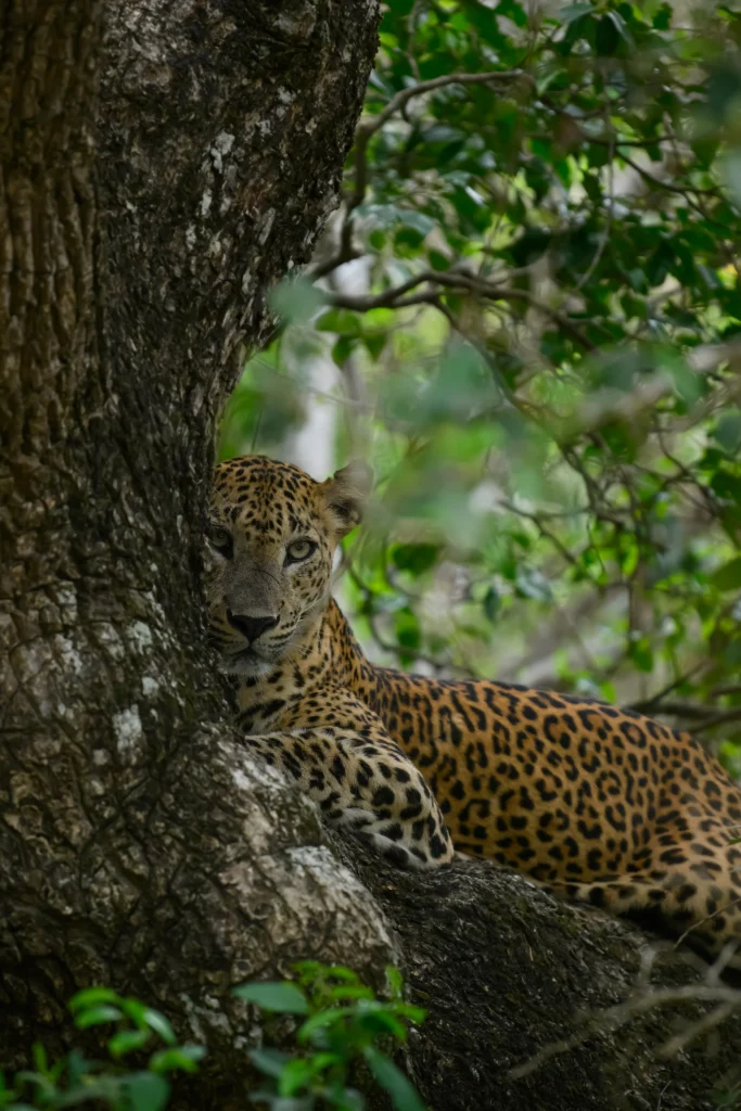Priyansha Singh, Science Meets the Wild Heart of India